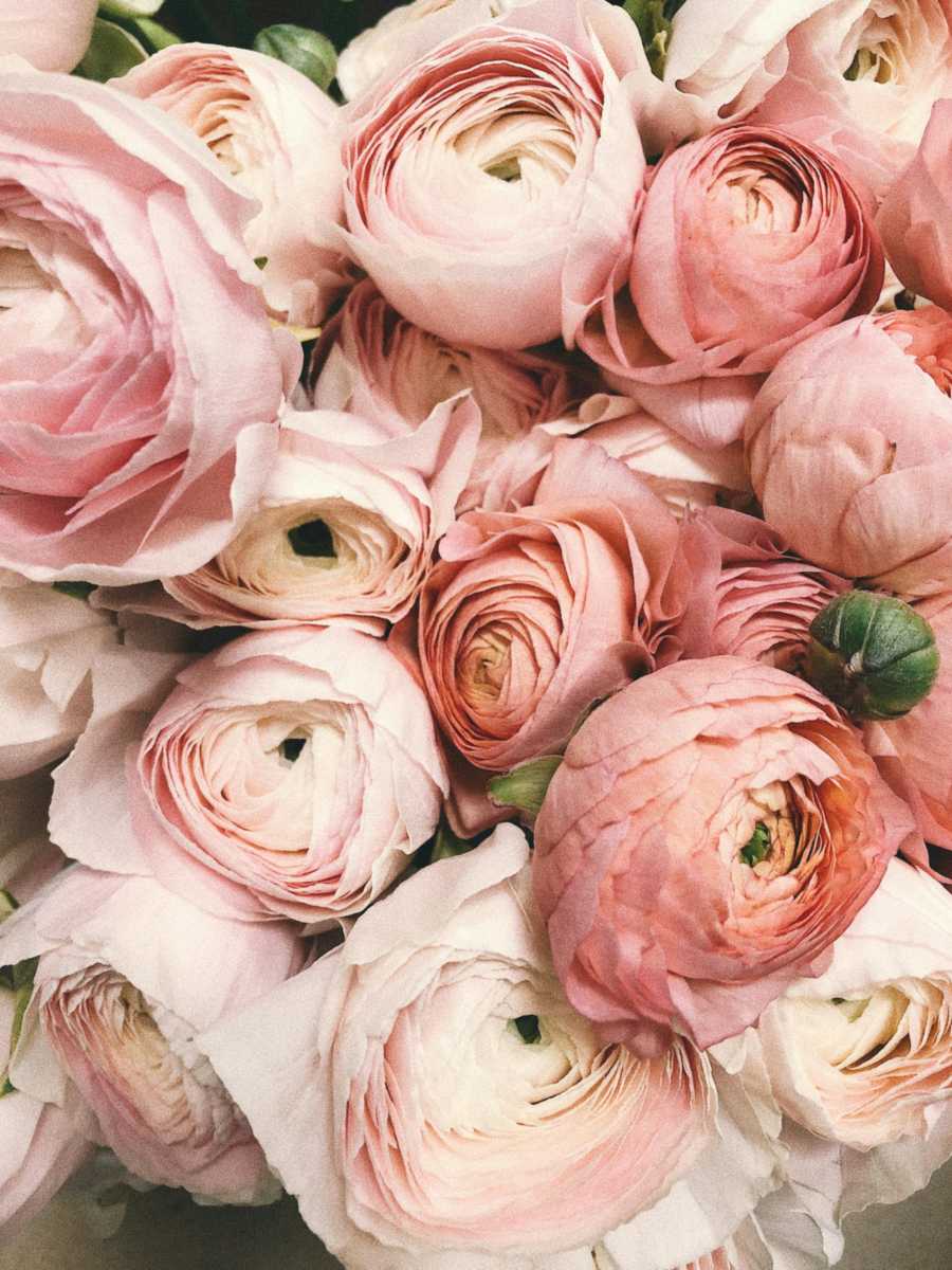 Beautiful flowers in New Zealand